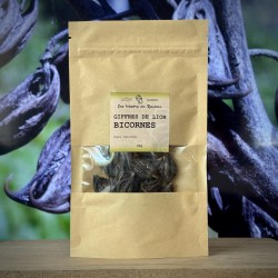 Bicornes ou griffes du Lion